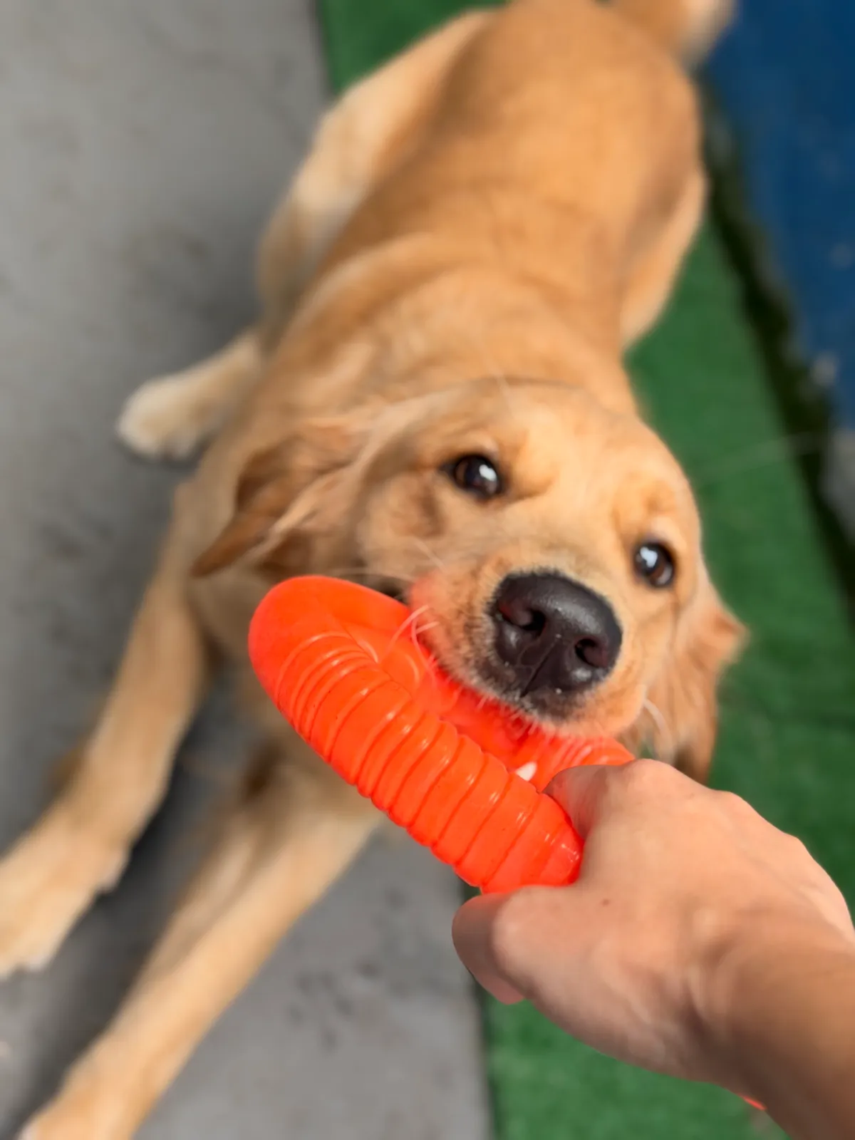Mundo Cão