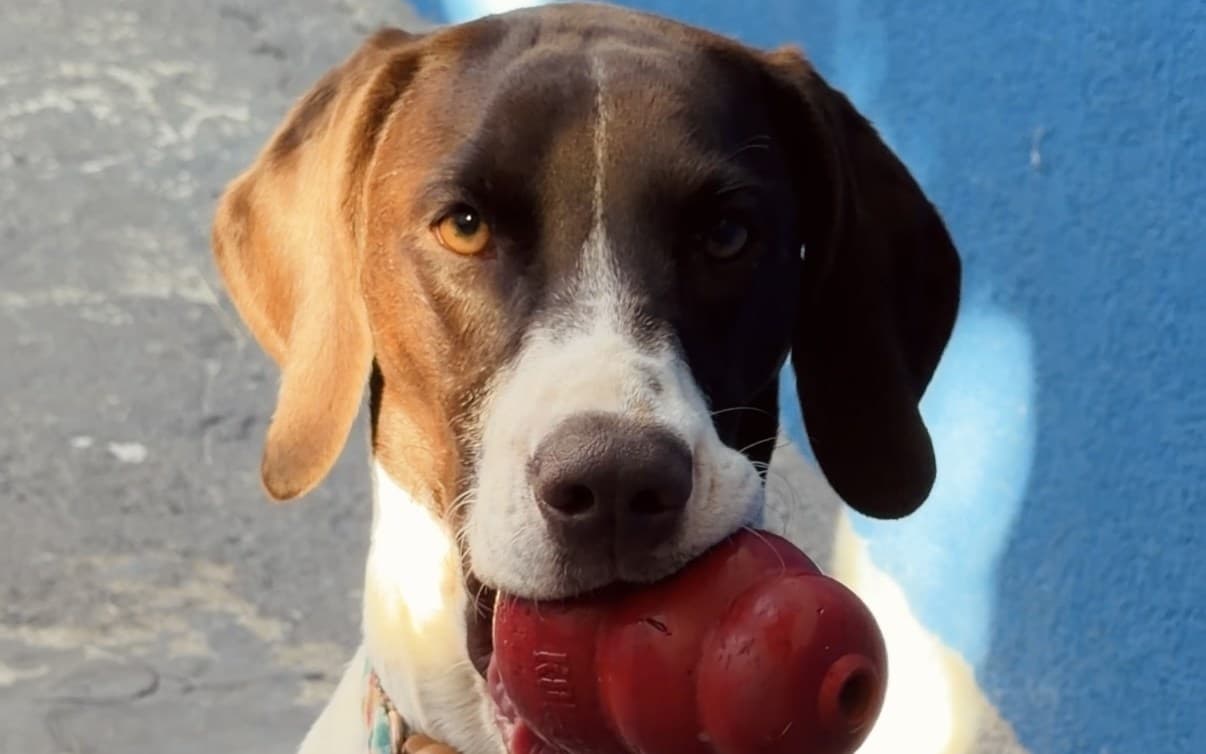 Raças de cães de guarda e principais cuidados