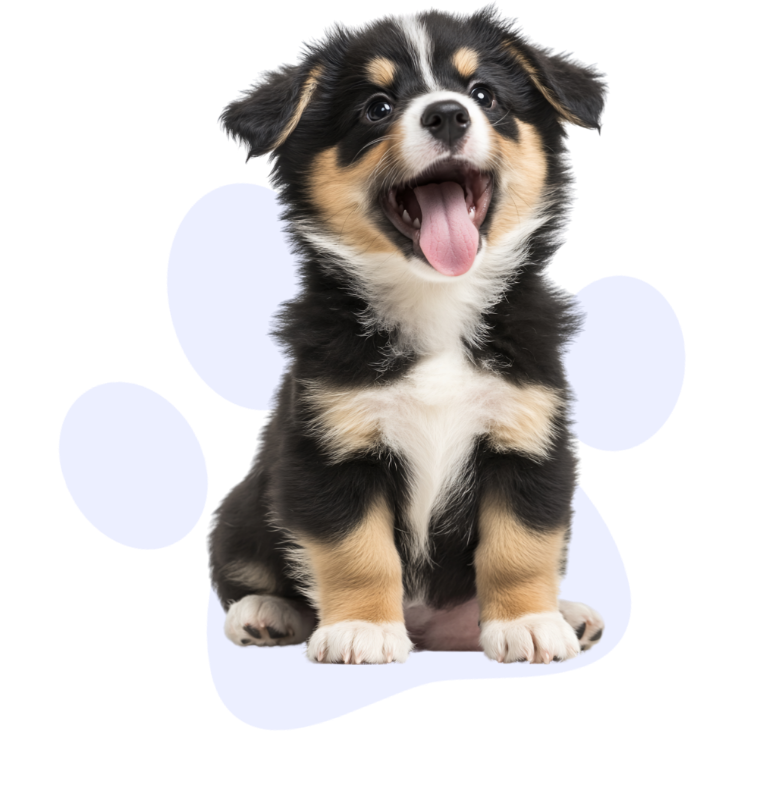 Cachorro Feliz